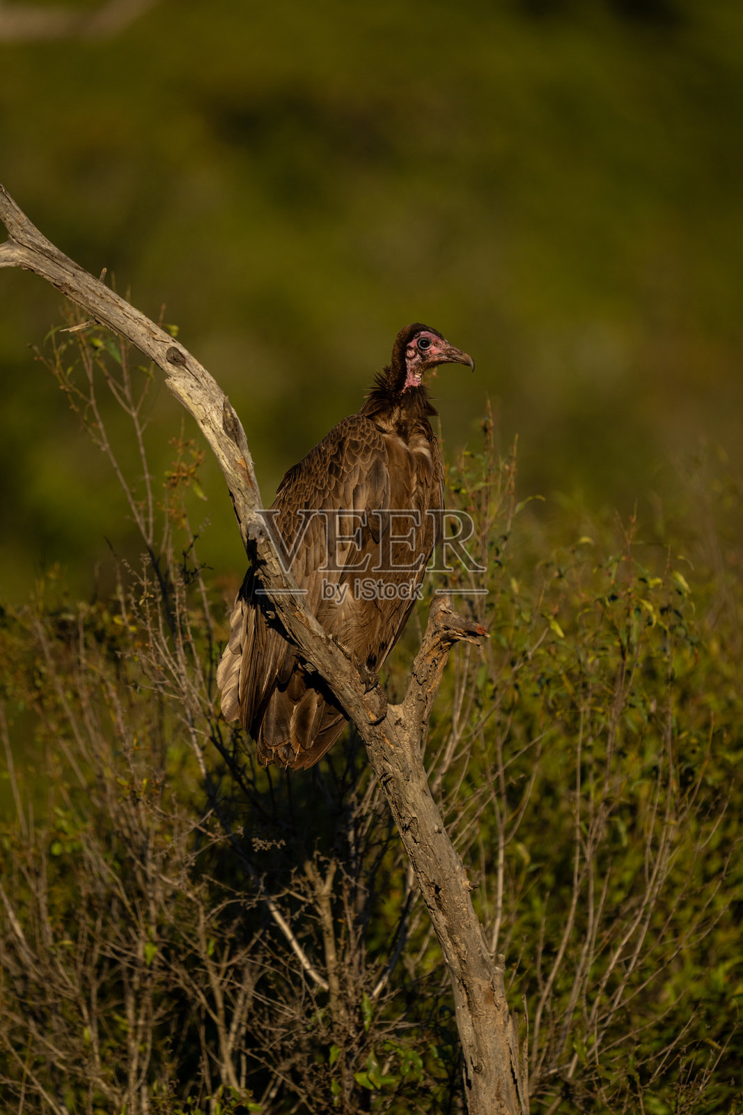 侧面视角的兀鹫栖息在枯树上照片摄影图片