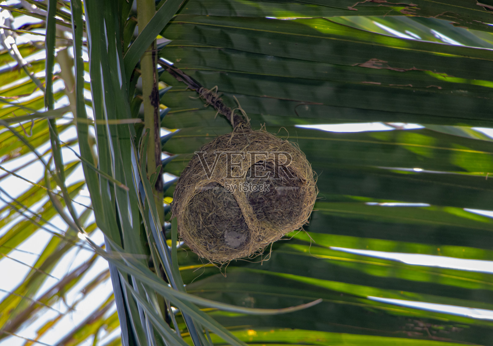 一只鸟巢悬挂在棕榈树的叶子下。由鸟类编织的长吊状巢管，巴亚织巢鸟（Ploceus philippinus），泰国。照片摄影图片