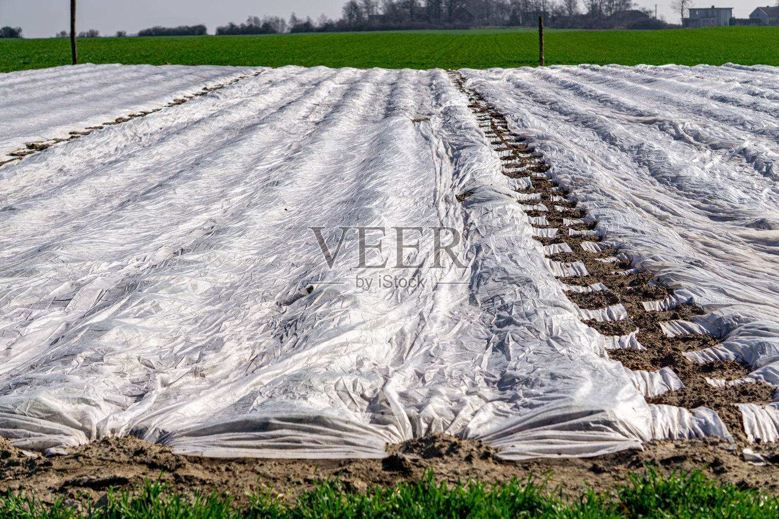 田间铺设的薄膜。覆盖下的早期蔬菜种植。照片摄影图片