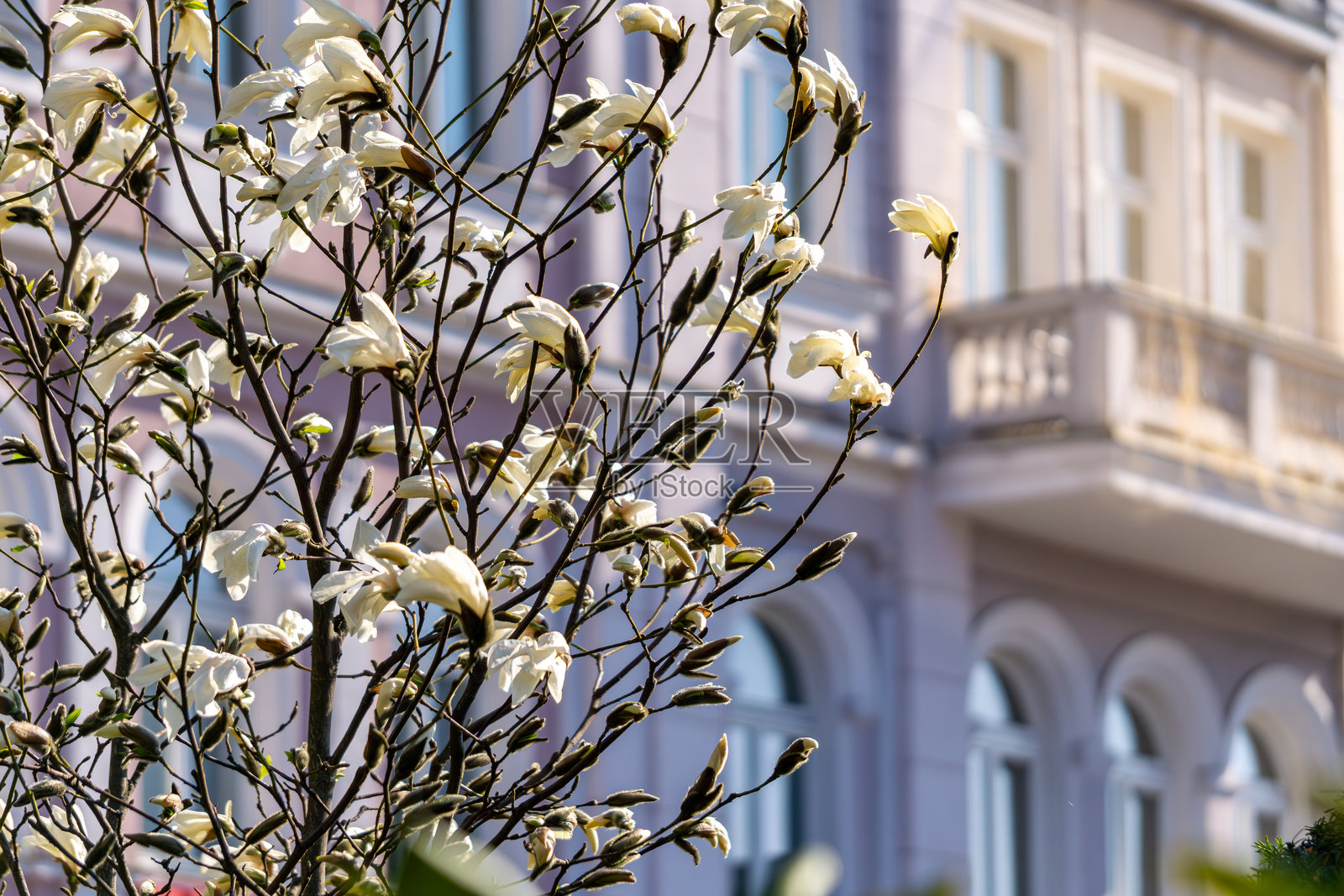 美丽、巨大且令人印象深刻的白色木兰花在城市河边的灌木丛中盛开，背景是建筑风景。城市街道上春天的初兆。自然。照片摄影图片