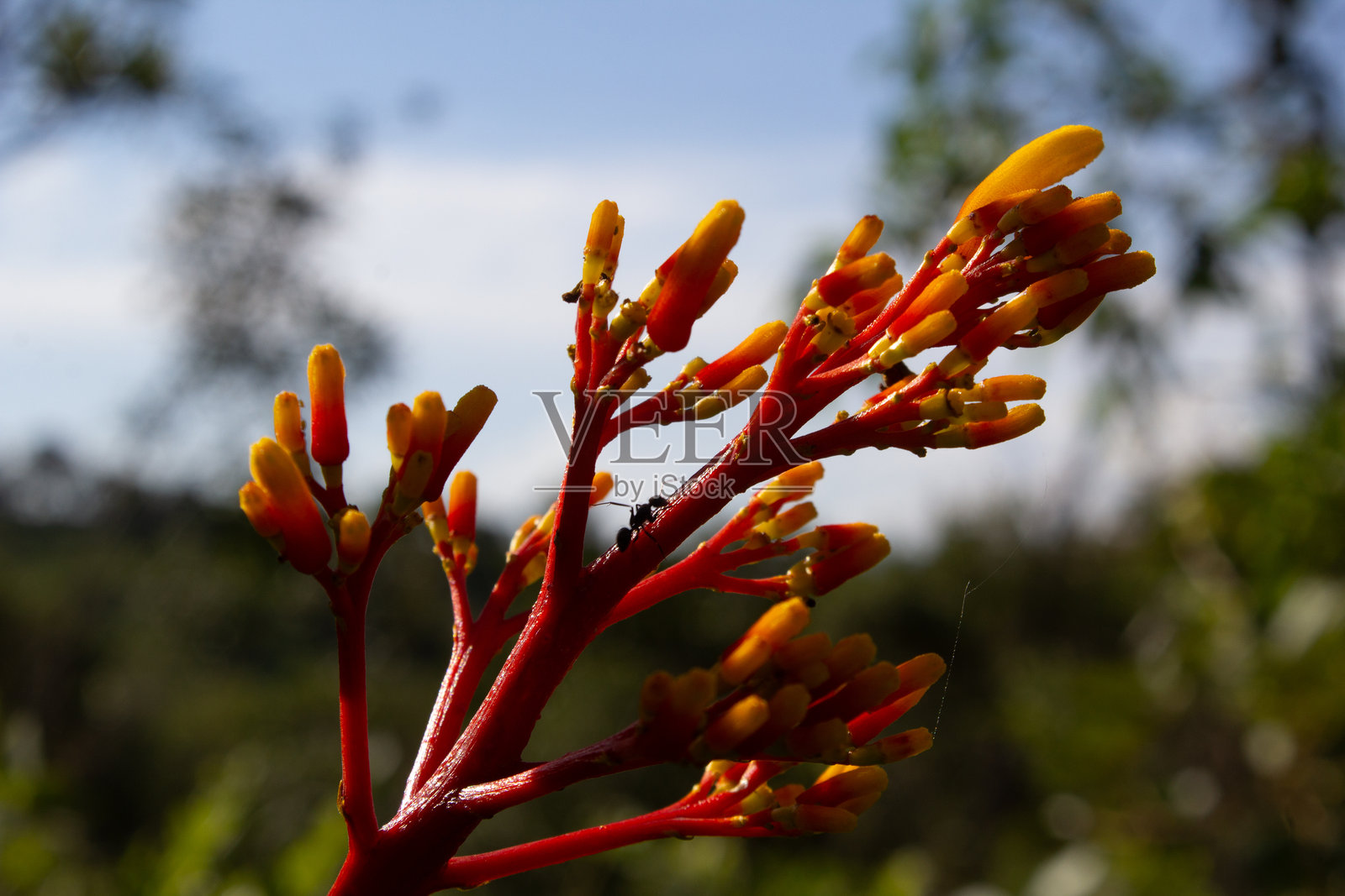 巴西塞拉多和大西洋森林中的花卉、植物和水果照片摄影图片