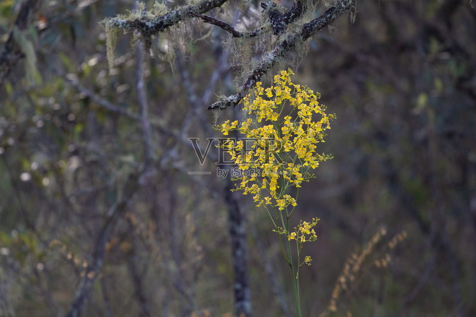 巴西塞拉多和大西洋森林中的花卉、植物和水果照片摄影图片