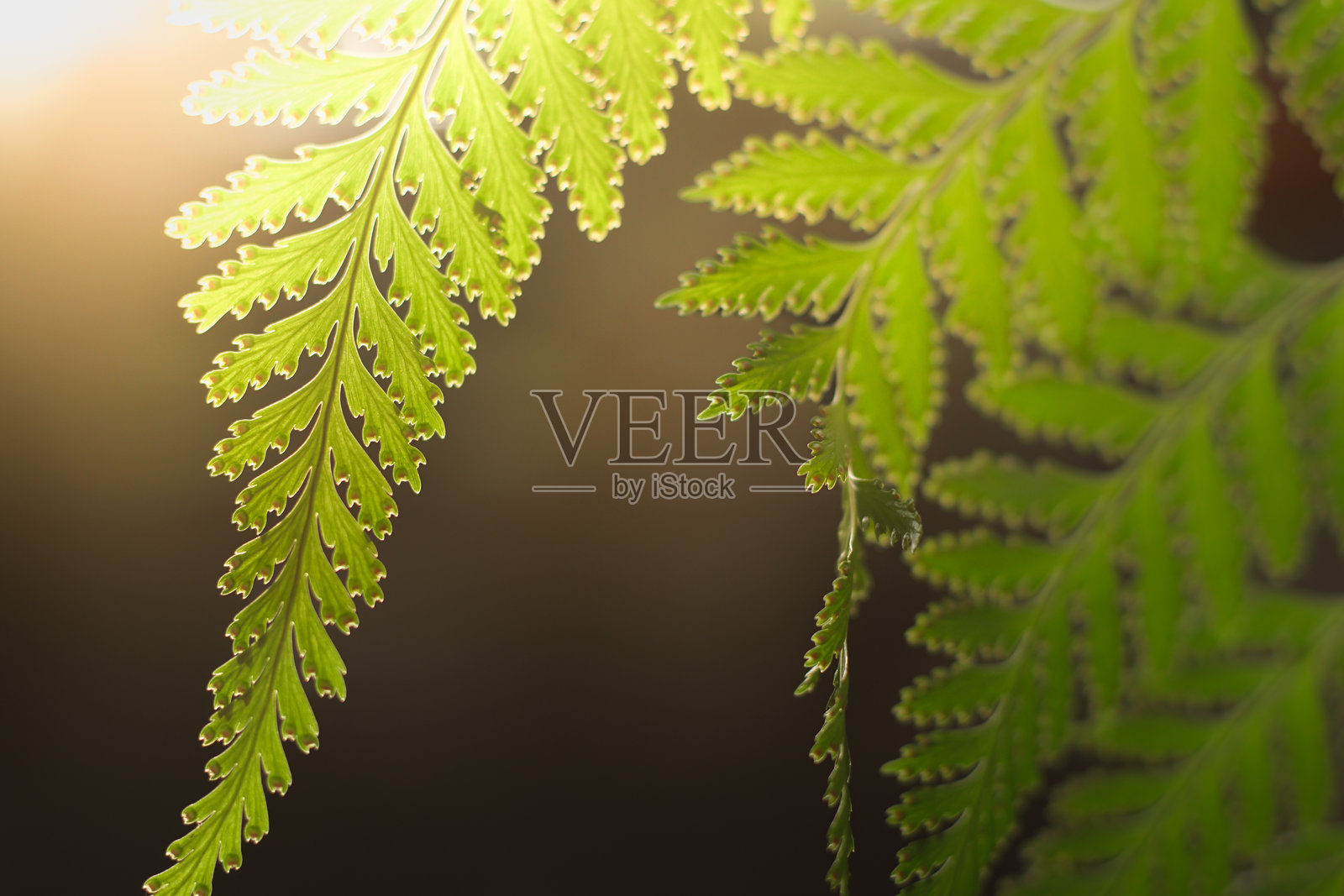 绿色叶子纹理背景，带有美丽的图案。清洁的环境。花园中的植物。生态墙。有机自然背景。许多叶子减少空气中的灰尘。照片摄影图片