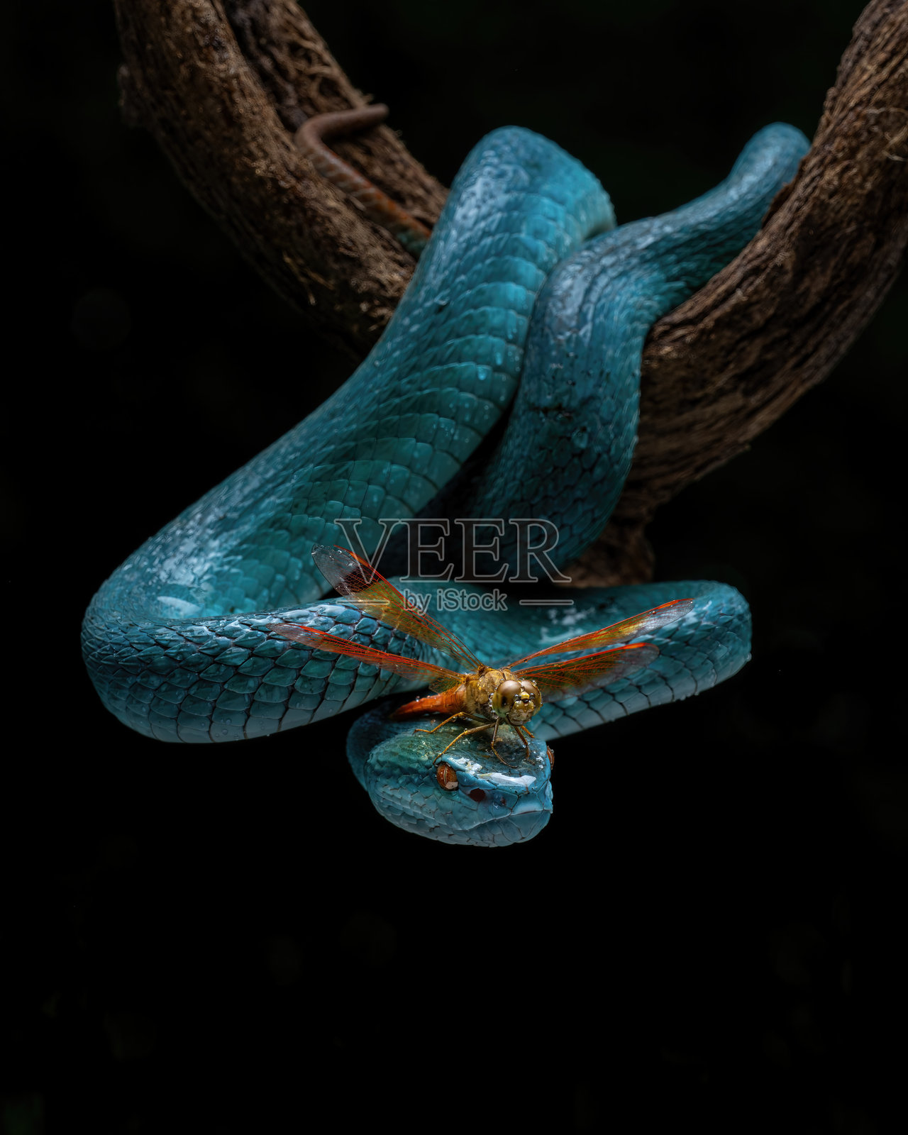 蓝白唇蝮蛇与蜻蜓照片摄影图片