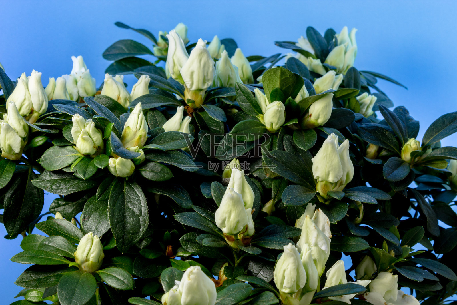 白色杜鹃花在蓝色背景上盛开。照片摄影图片