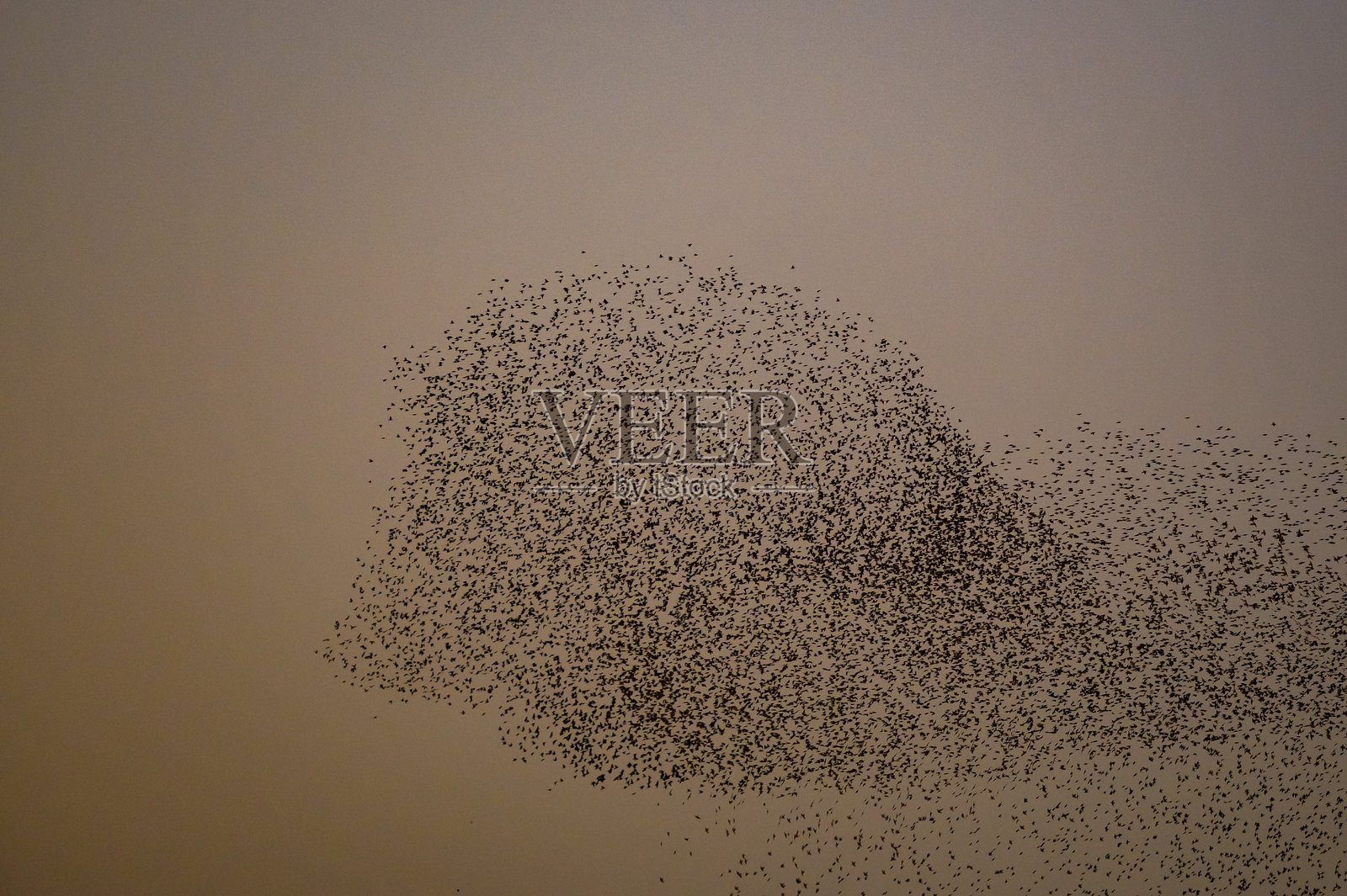 冬日傍晚，星鸦在日落时的聚集飞舞照片摄影图片