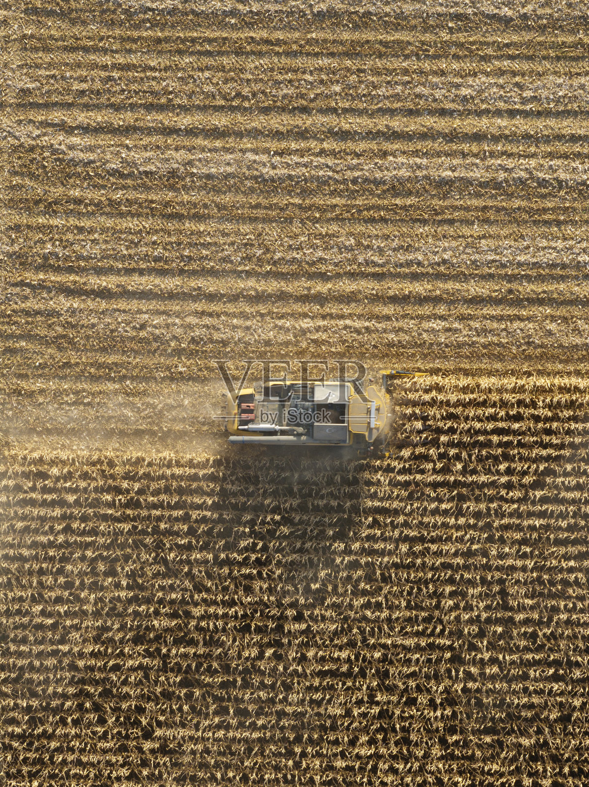 青贮玉米收割照片摄影图片