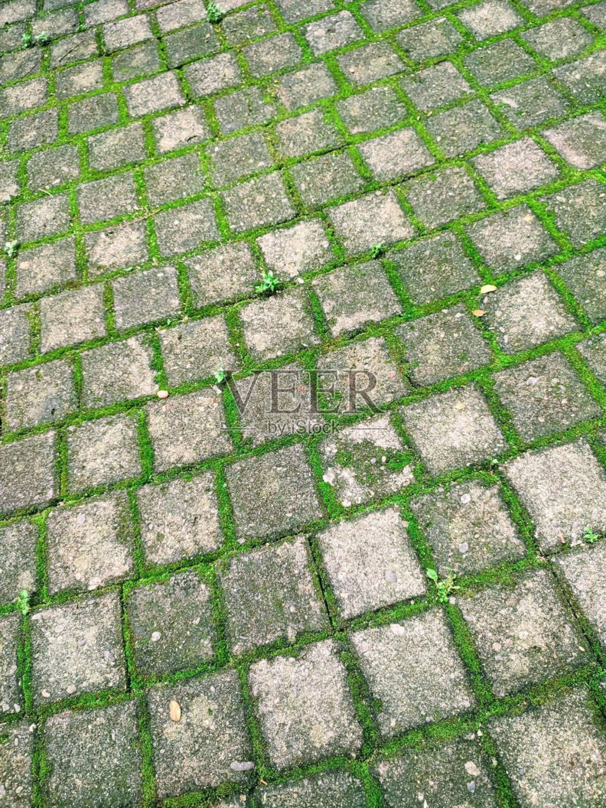 苔藓覆盖的卵石小径照片摄影图片