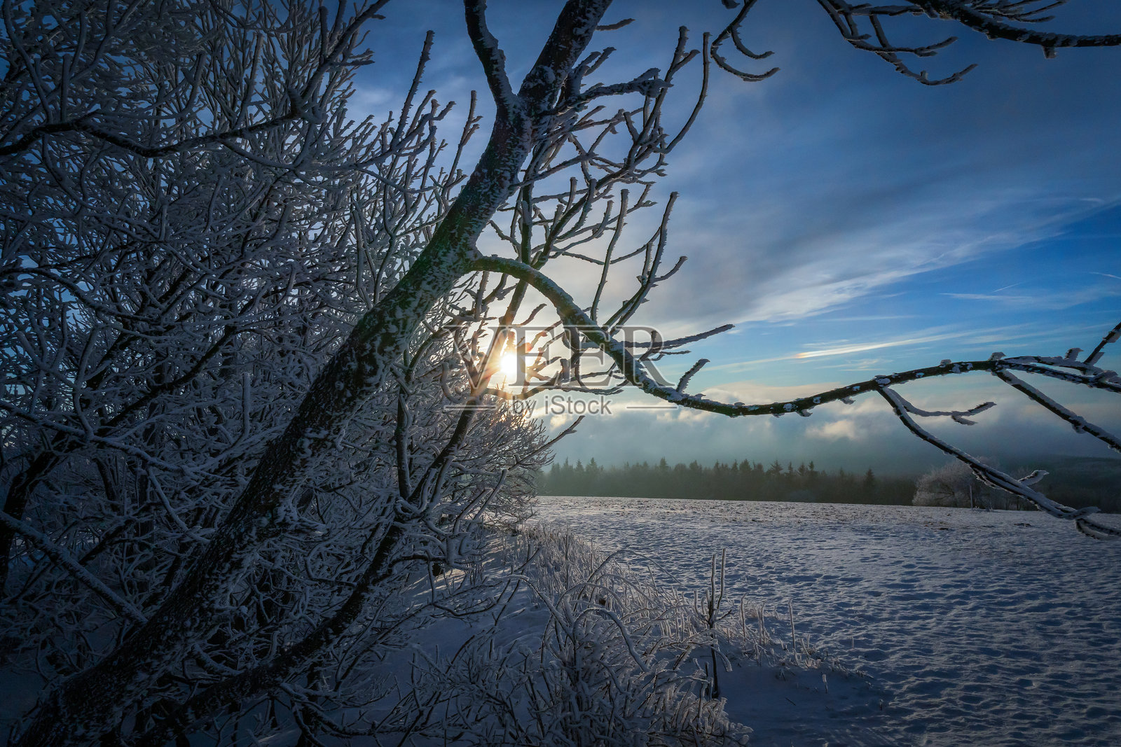 冬季场景，雪覆盖的树木和阳光透过树枝洒下照片摄影图片