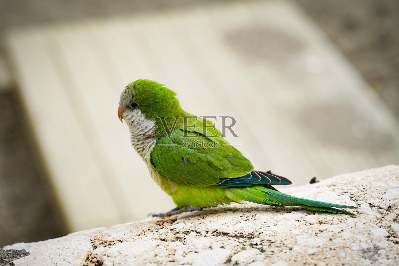 西班牙安达卢西亚科斯塔德尔索尔的富恩吉罗拉。马拉加市中心的鹦鹉照片摄影图片