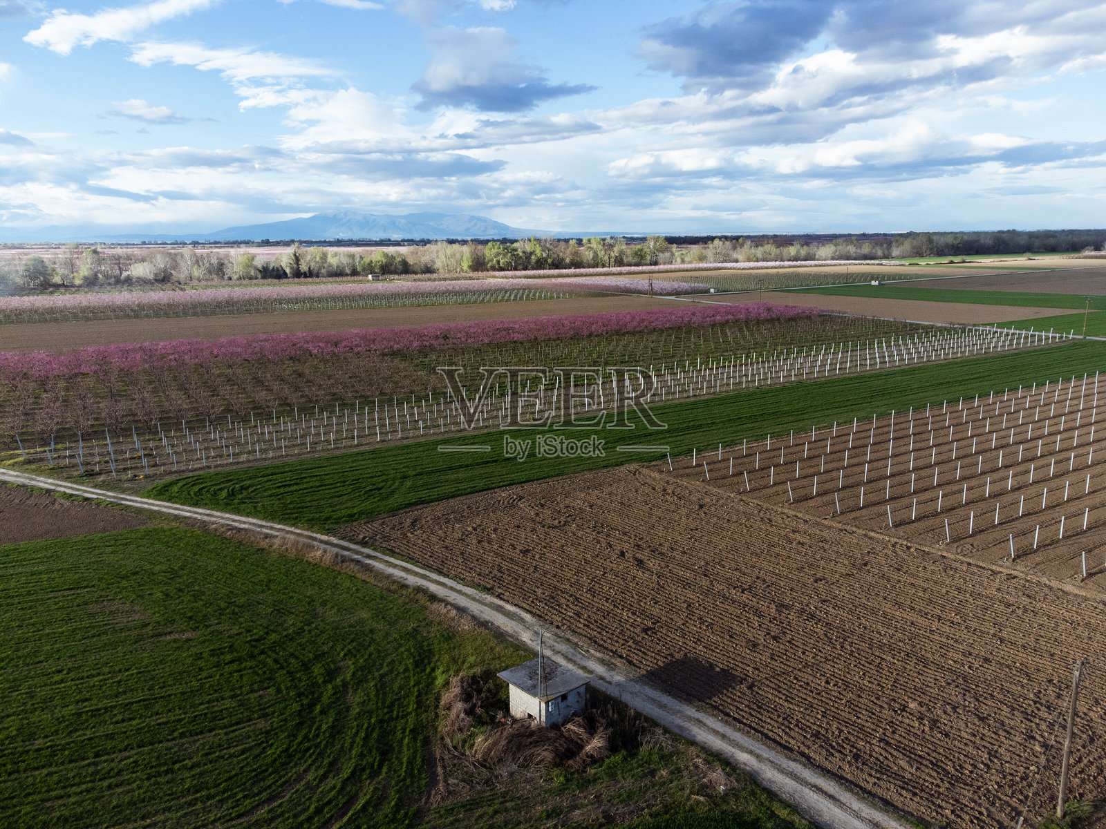 春天的桃园照片摄影图片