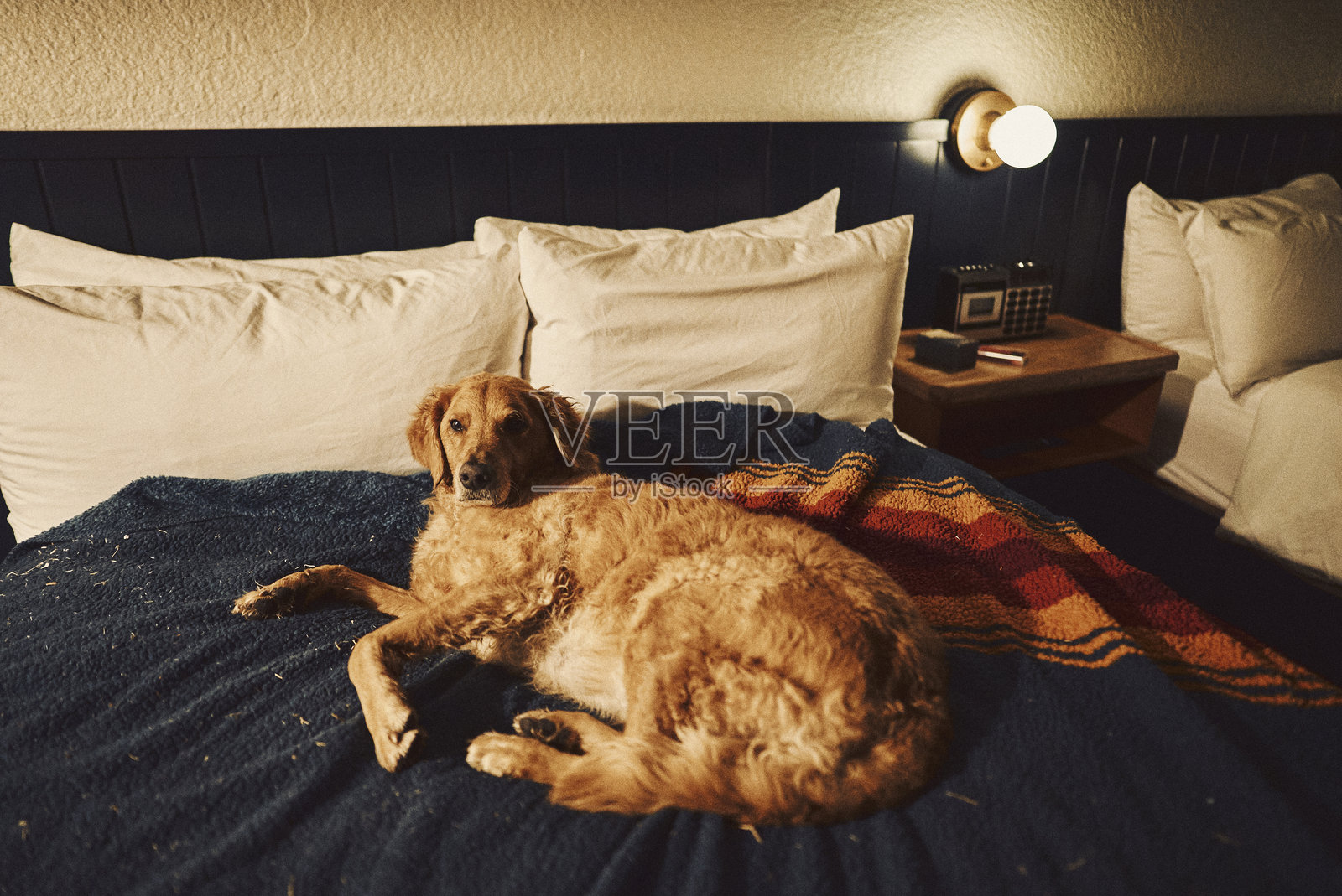 金毛寻回犬躺在床上照片摄影图片