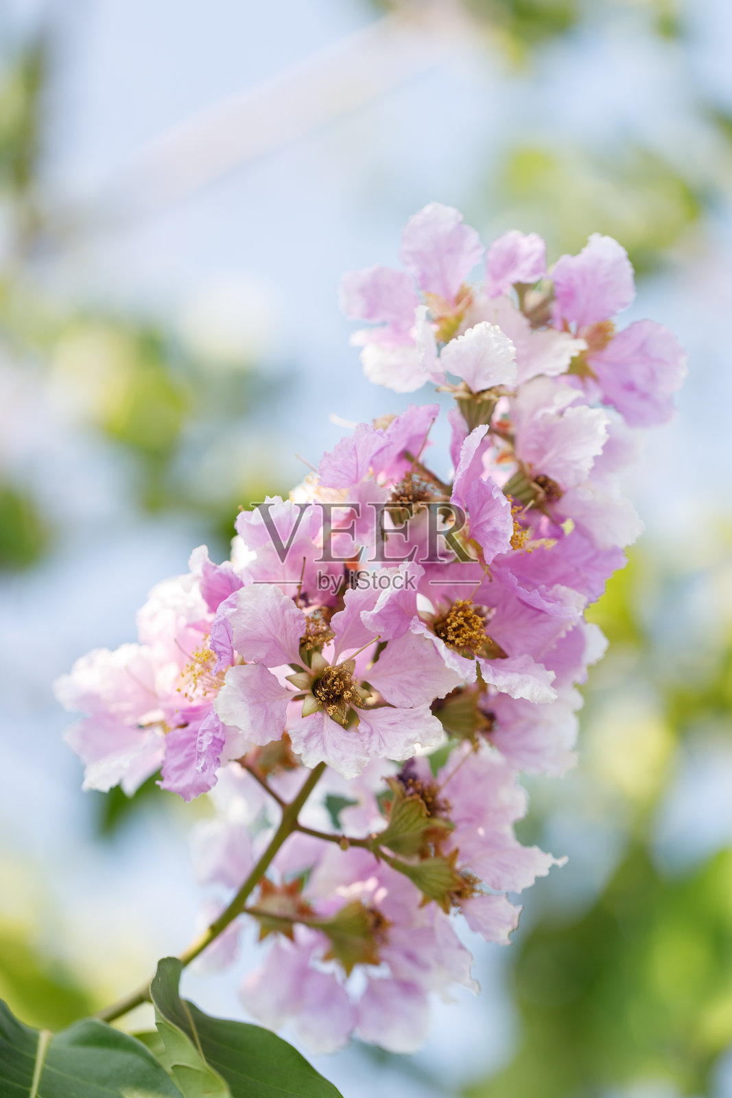 泰国的皇后花或紫薇花，Lagerstroemia speciosa，在公园中绚丽绽放。照片摄影图片