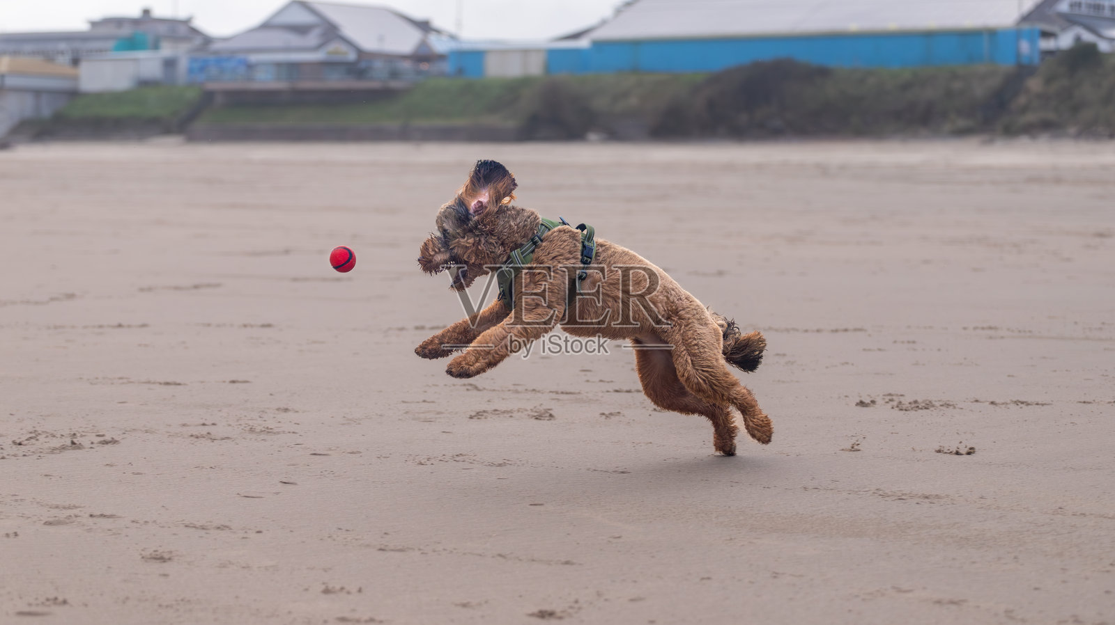 可卡犬和贵宾犬混血宠物狗在海滩上接球照片摄影图片