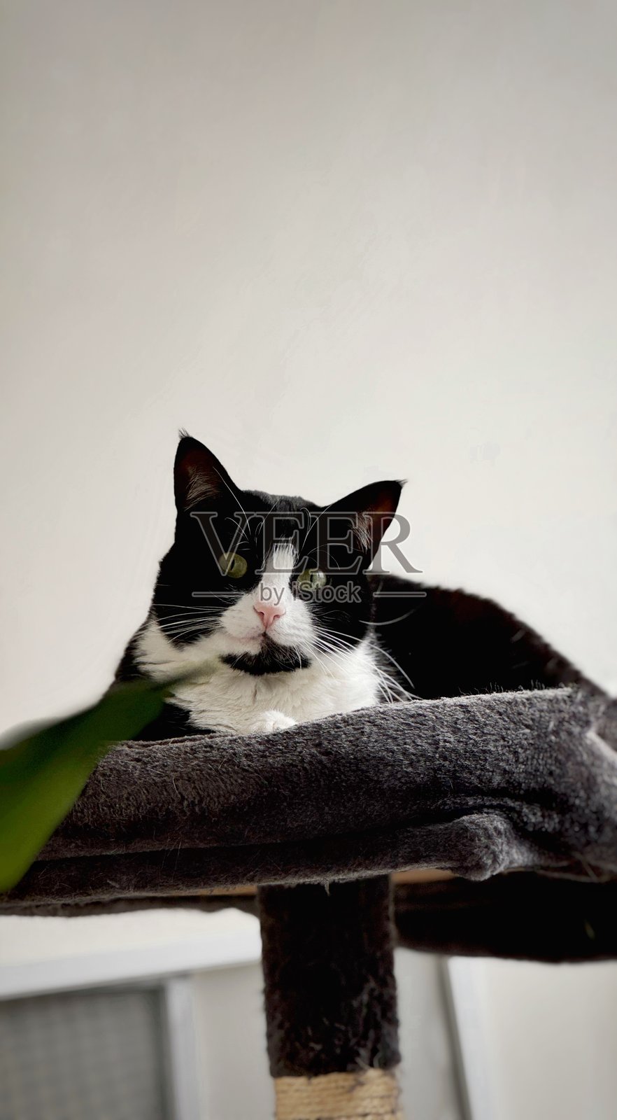 一只黑白相间的礼服猫悠闲地躺在柔软的猫树上，平静地注视着镜头，背景为中性的室内环境。照片摄影图片