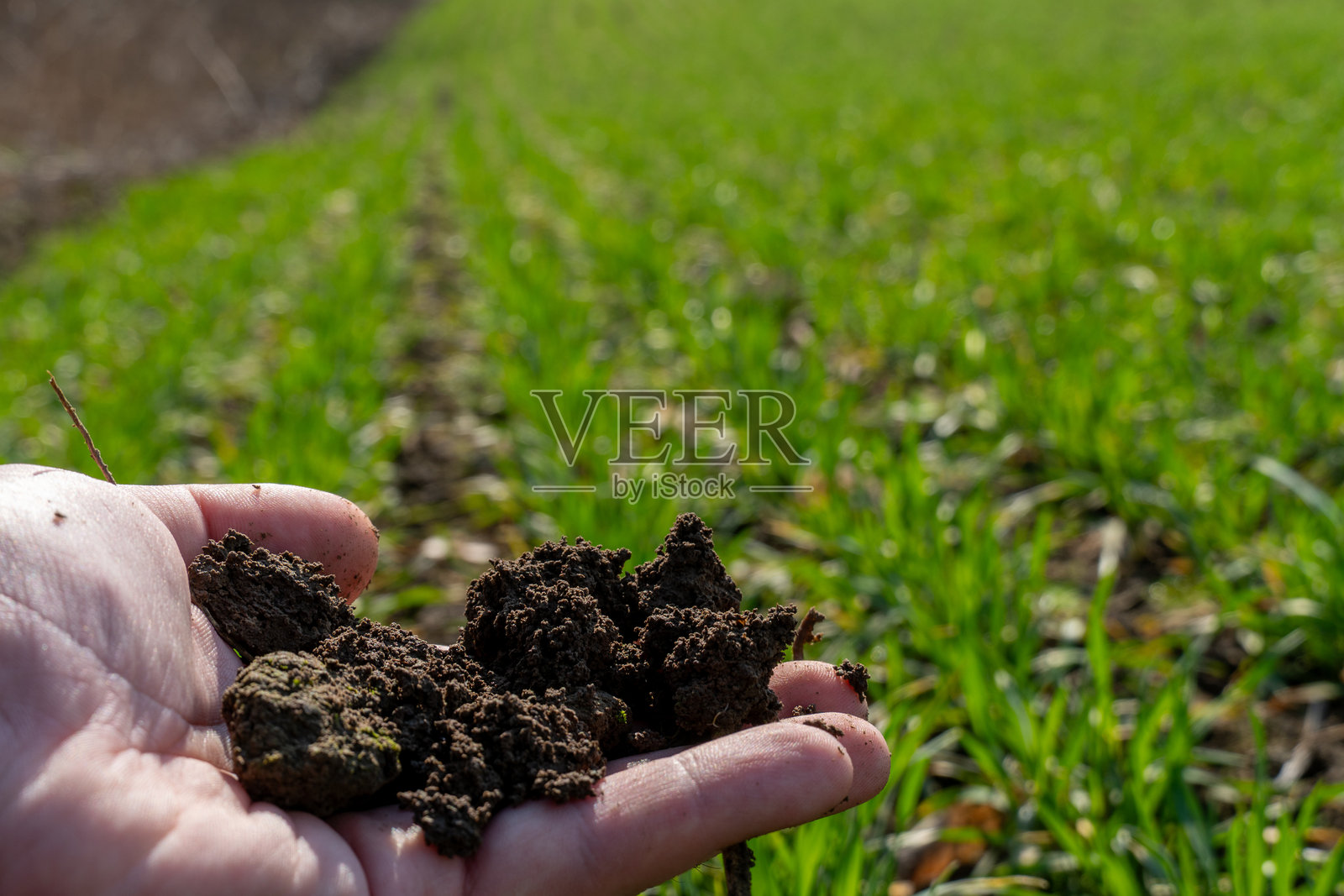 手握丰富而深色的土壤，周围是阳光明媚的田野中生机勃勃的绿色作物，突显了土壤质量对农业成功的重要性。照片摄影图片