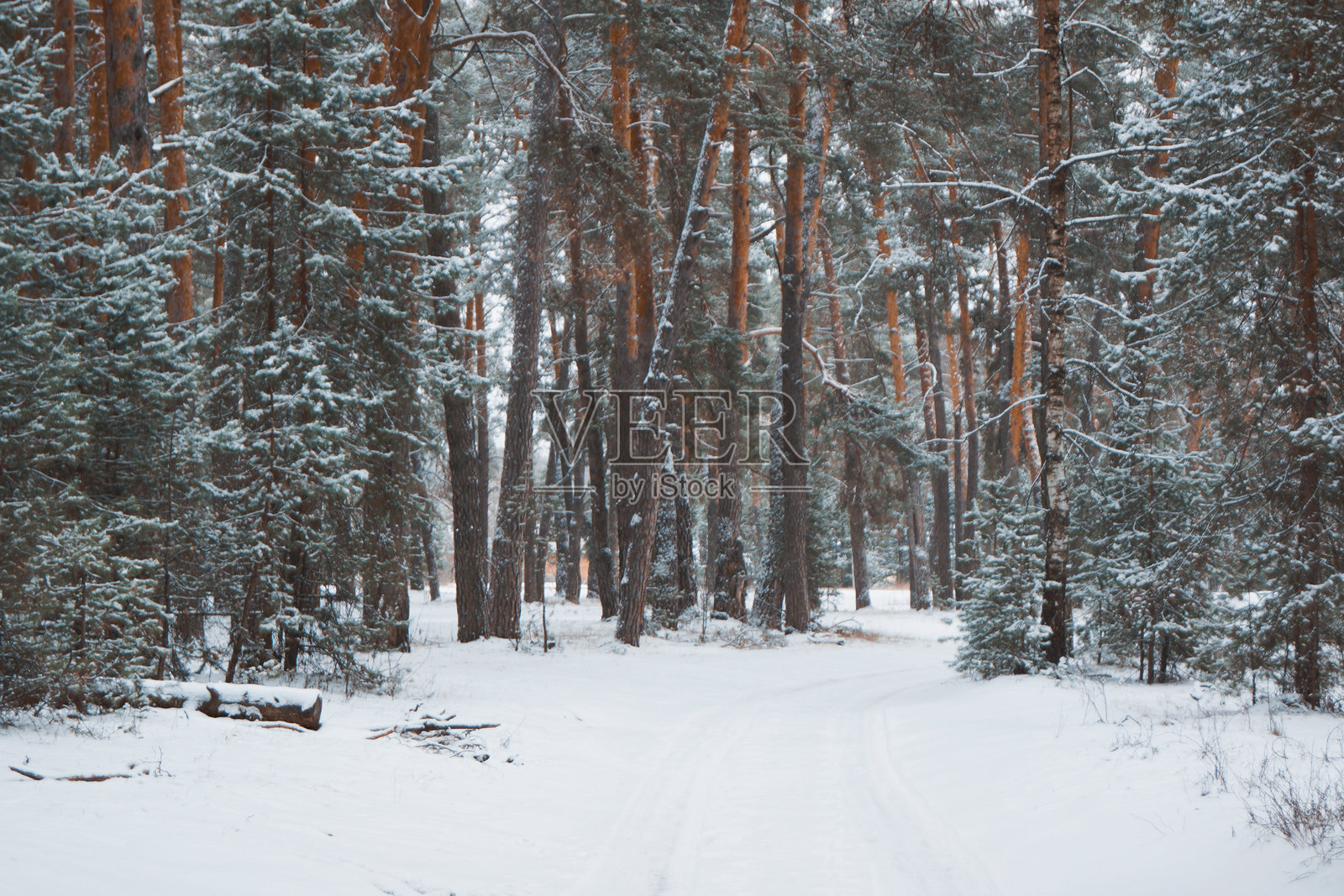雪后云杉森林树冠的景观照片摄影图片