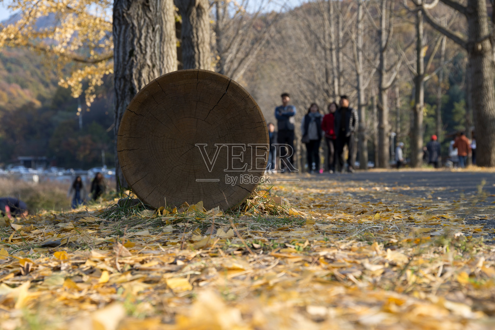 人行道上的木长椅与落下的银杏叶照片摄影图片