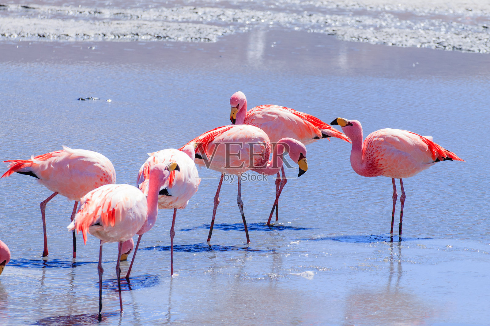 玻利维亚赫迪翁达泻湖的火烈鸟照片摄影图片