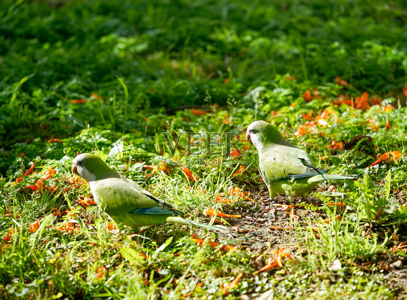 西班牙安达卢西亚的富恩吉罗拉，太阳海岸。富恩吉罗拉中心的鹦鹉。照片摄影图片