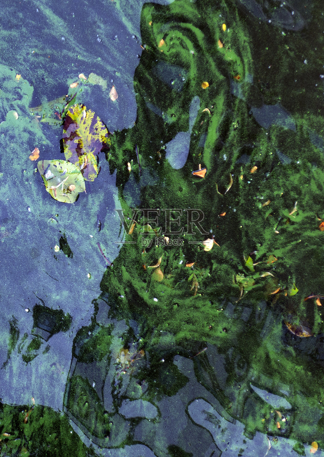 阿尔克马尔的面貌照片摄影图片