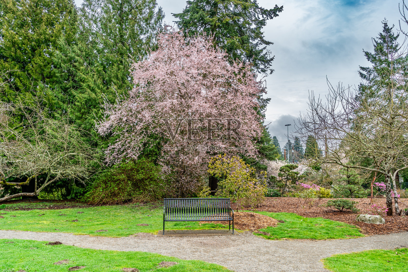 西雅图春季白色花朵照片摄影图片