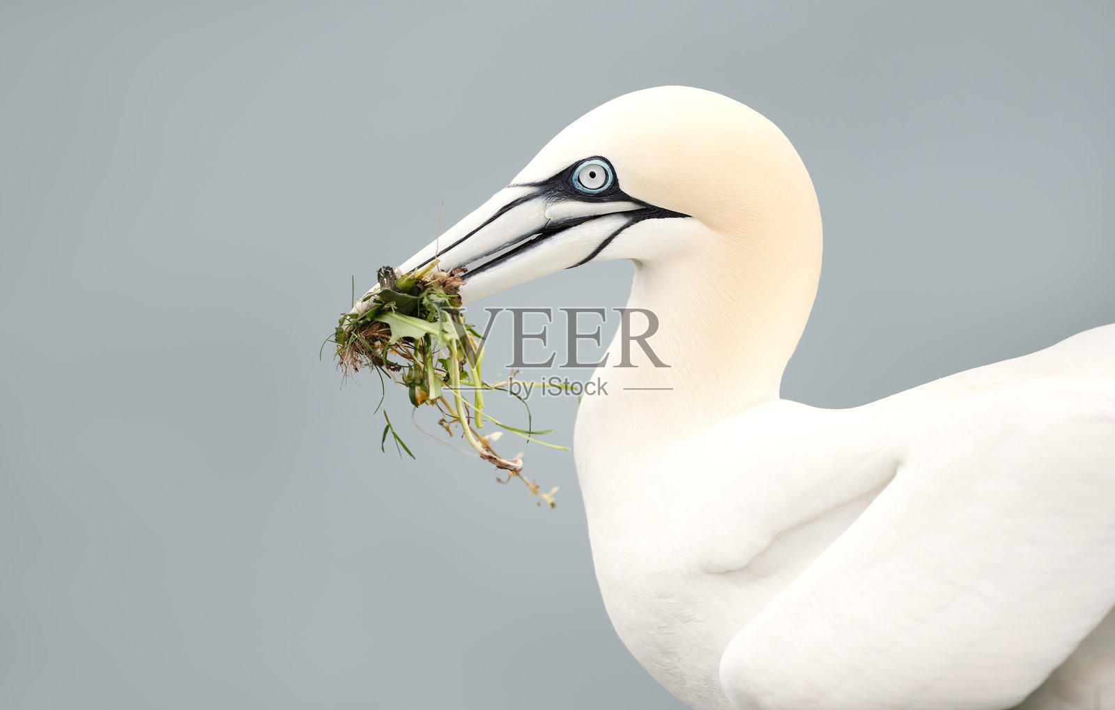 北方鸬鹚嘴里叼着筑巢材料的肖像照片摄影图片