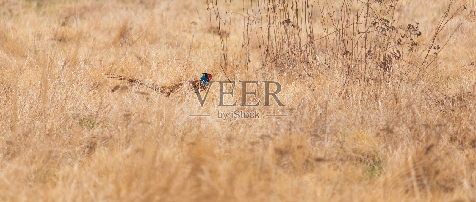 普通雉（Phasianus colchicus）在干燥的草地上行走，背景为捷克自然风光。照片摄影图片