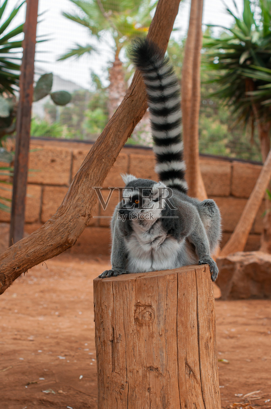 一只环尾狐猴栖息在木桩上，背景是自然风格的动物园栖息地照片摄影图片