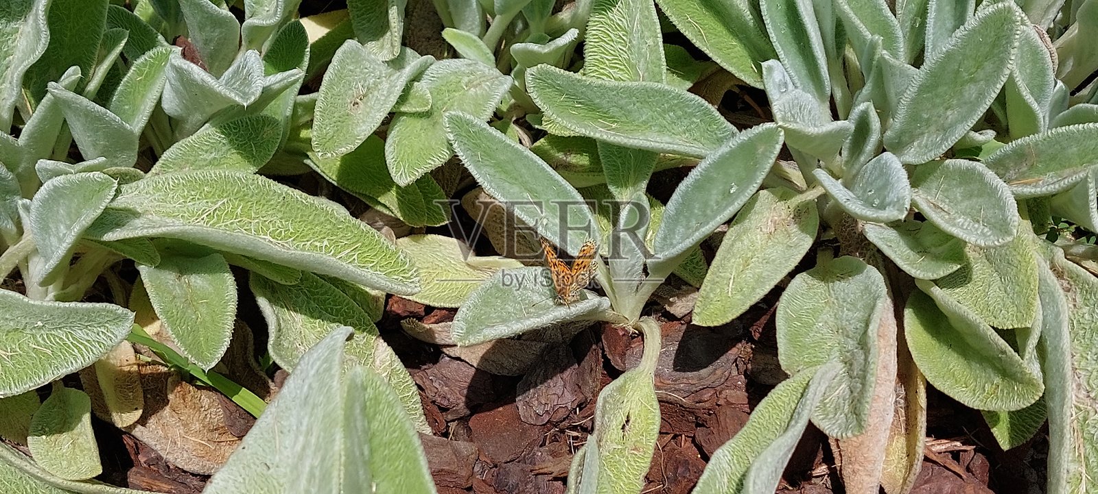 鼠尾草照片摄影图片
