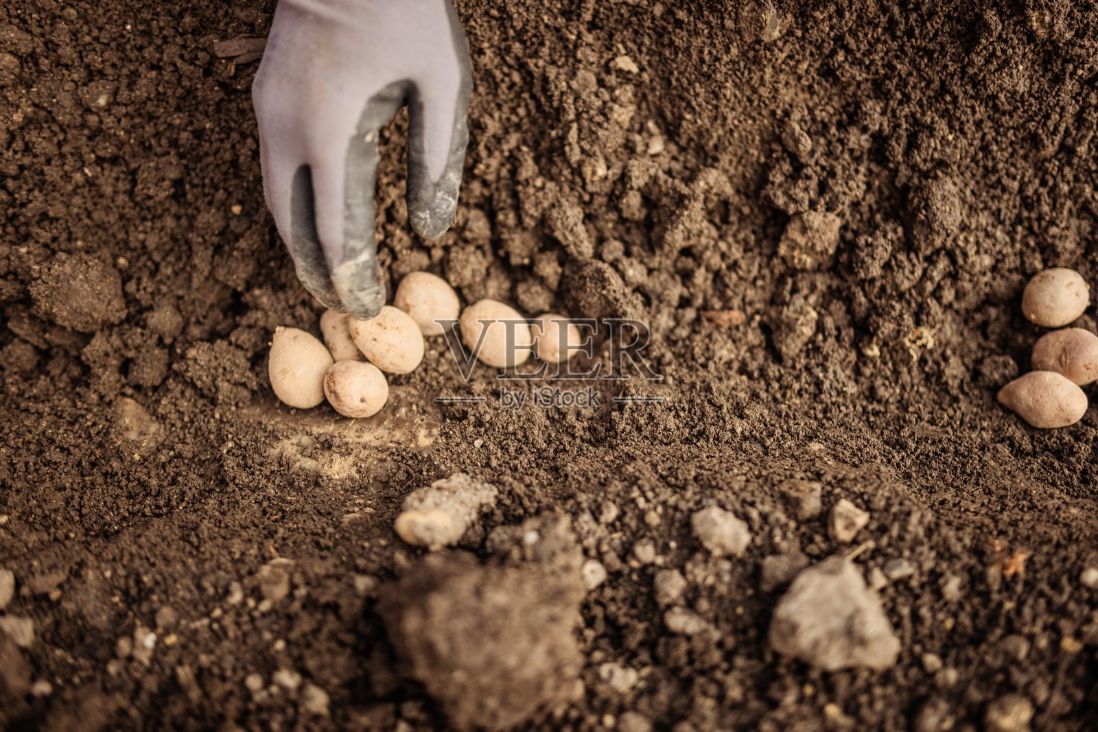 在园艺活动中，双手在肥沃的土壤中种植有机土豆照片摄影图片