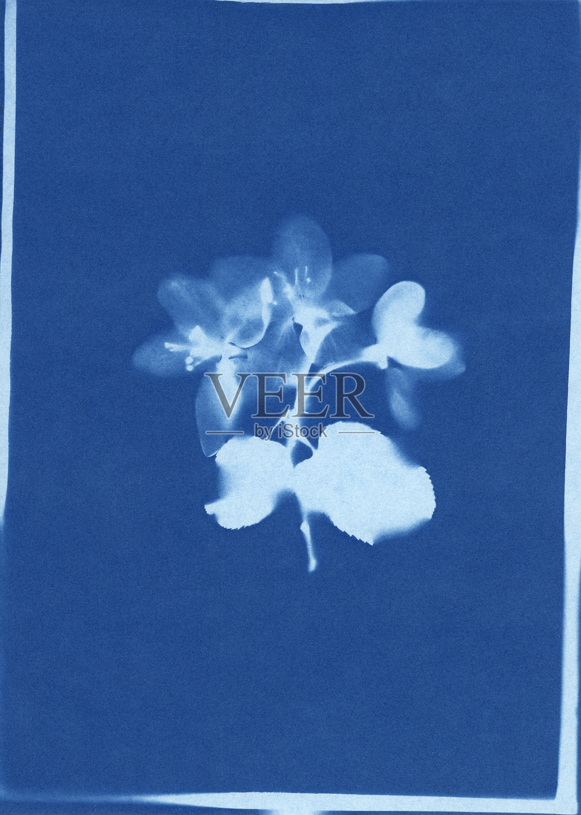 苹果花的蓝晒印刷，苹果树（Malus domestica）照片摄影图片