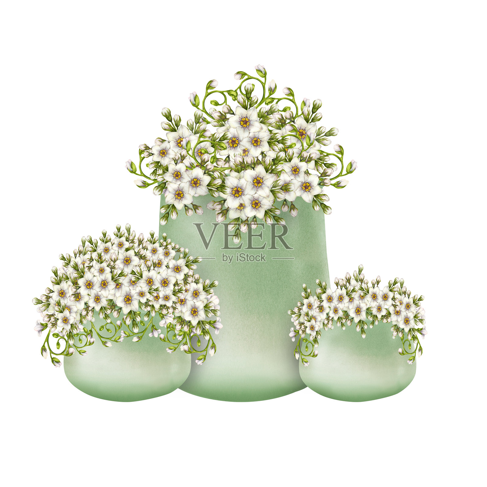 绿色陶瓷花盆中的白色报春花。水彩插图，独立于白色背景。手绘植物风格的花卉组合，包括勿忘我和卷曲的绿色叶子，适合春季设计。插画图片素材