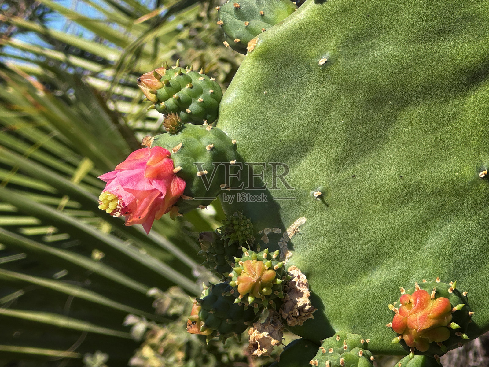 开花的刺梨仙人掌照片摄影图片