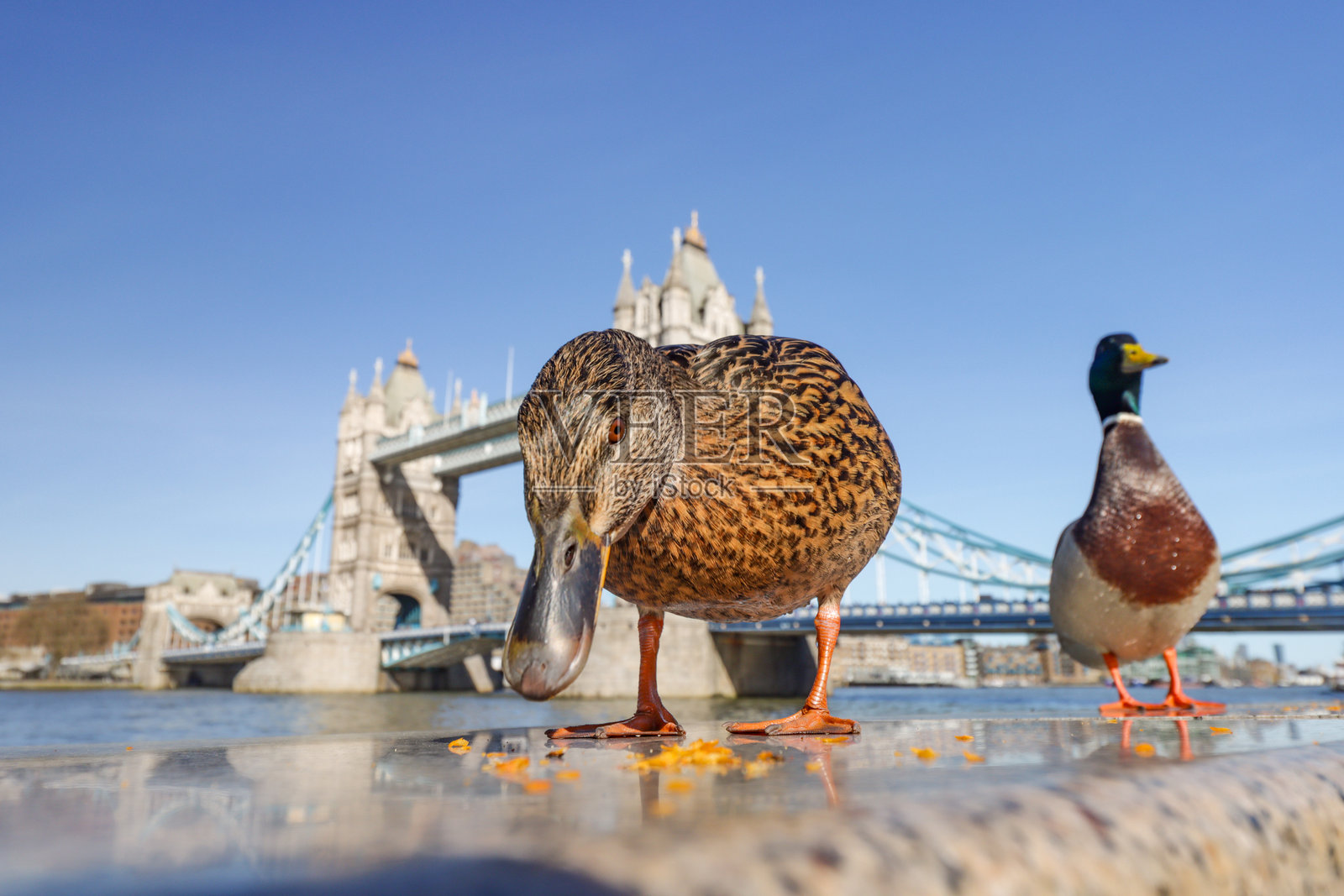 伦敦南华克泰晤士河上的野鸭照片摄影图片