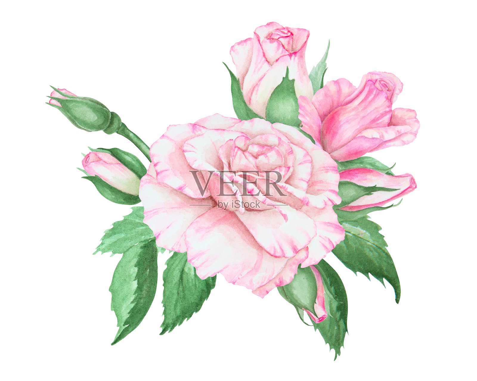 浅粉色玫瑰花束。水彩植物插图。手绘剪贴画，已裁剪并独立。逼真的花卉绘画，适用于精致的婚礼印刷品、请柬、卡片。浪漫设计元素。插画图片素材