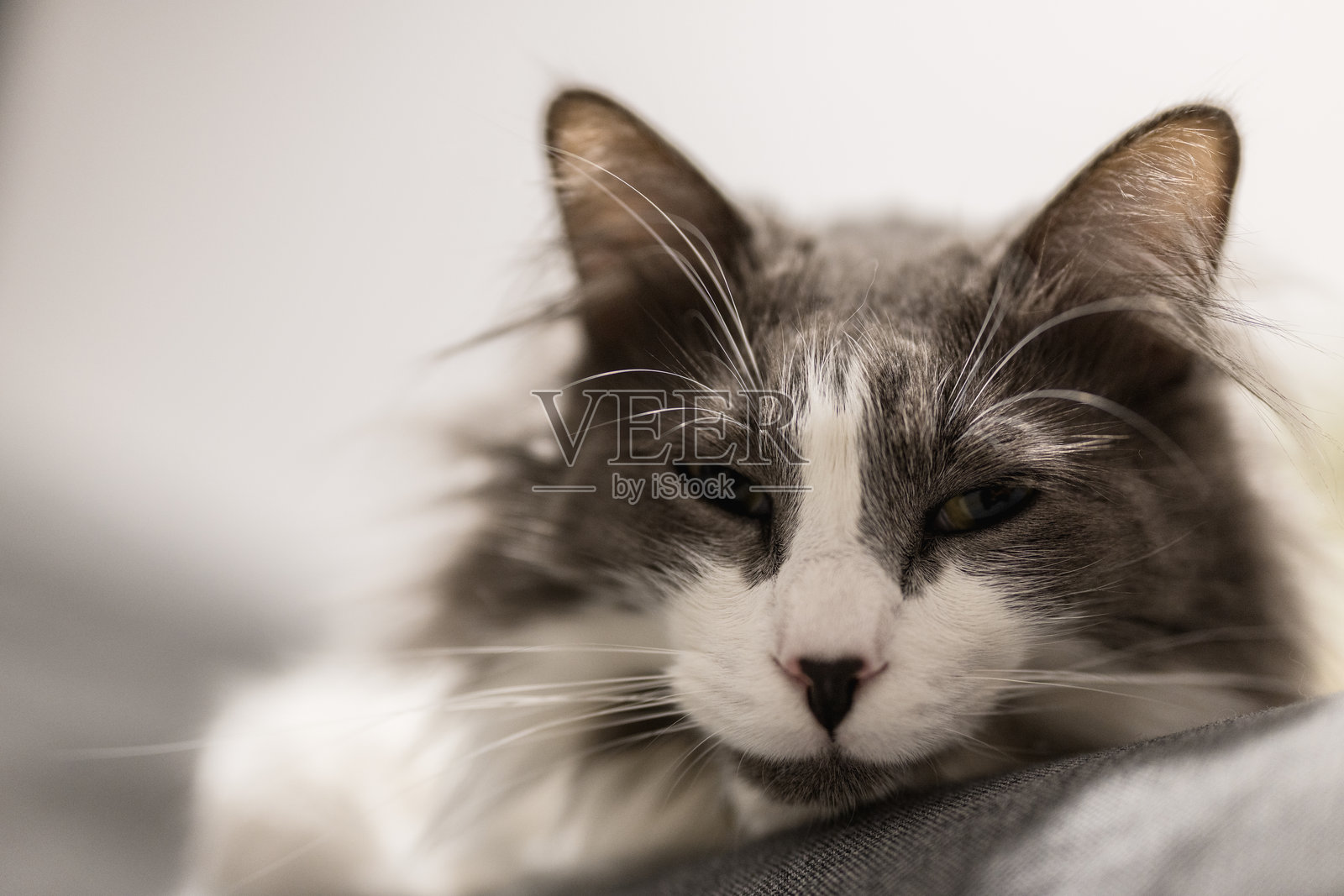 困倦的猫咪把头靠在舒适的表面上照片摄影图片