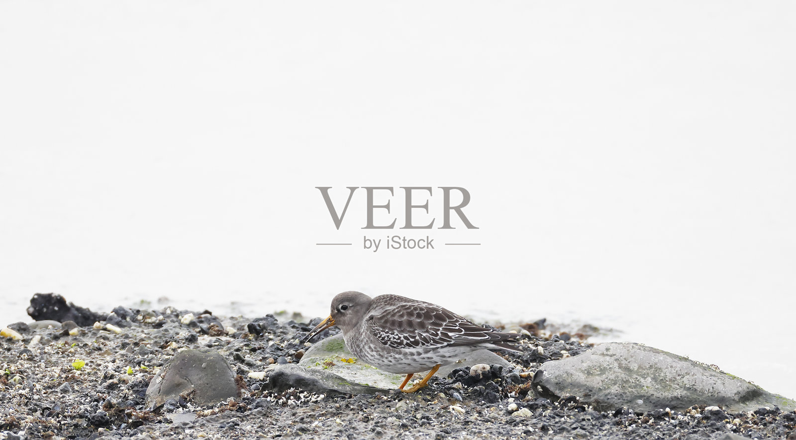 紫沙鸻（Calidris maritima）在寻找食物照片摄影图片