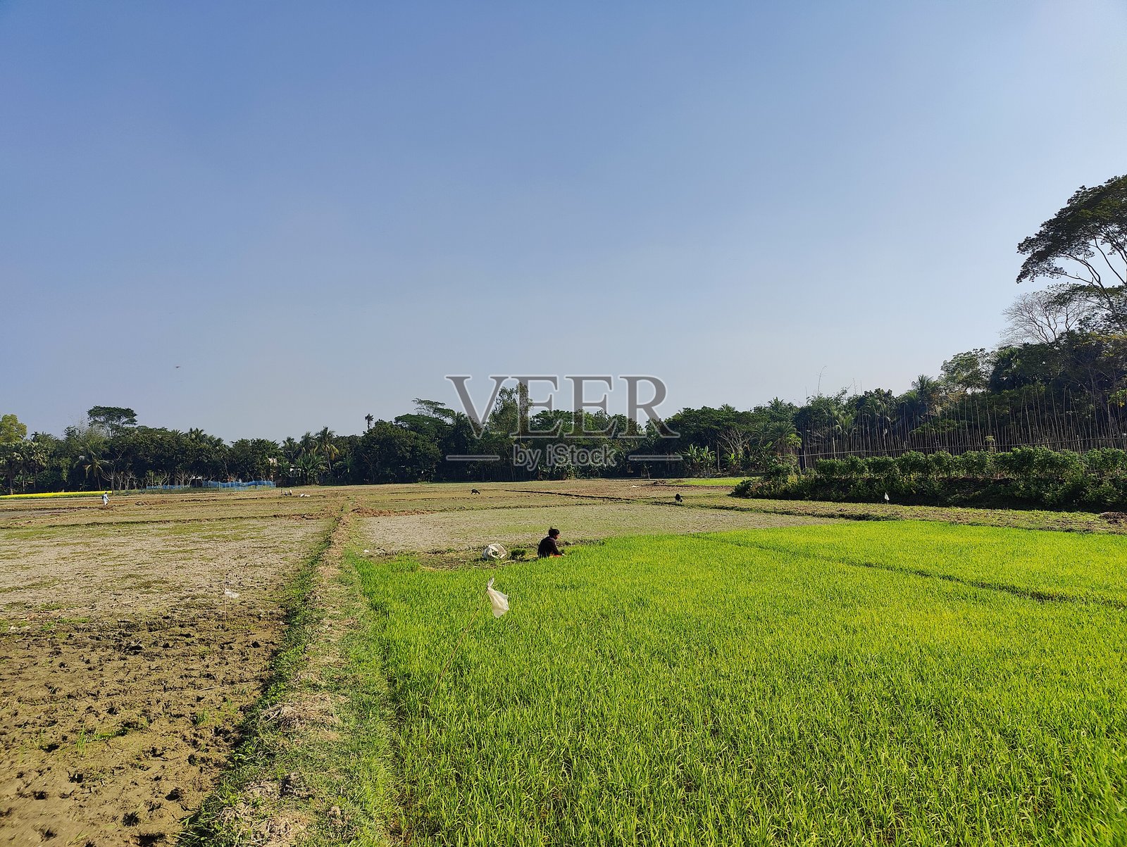 孟加拉国稻田和乡村耕作的特写照片。孟加拉国乡村的稻田。照片摄影图片