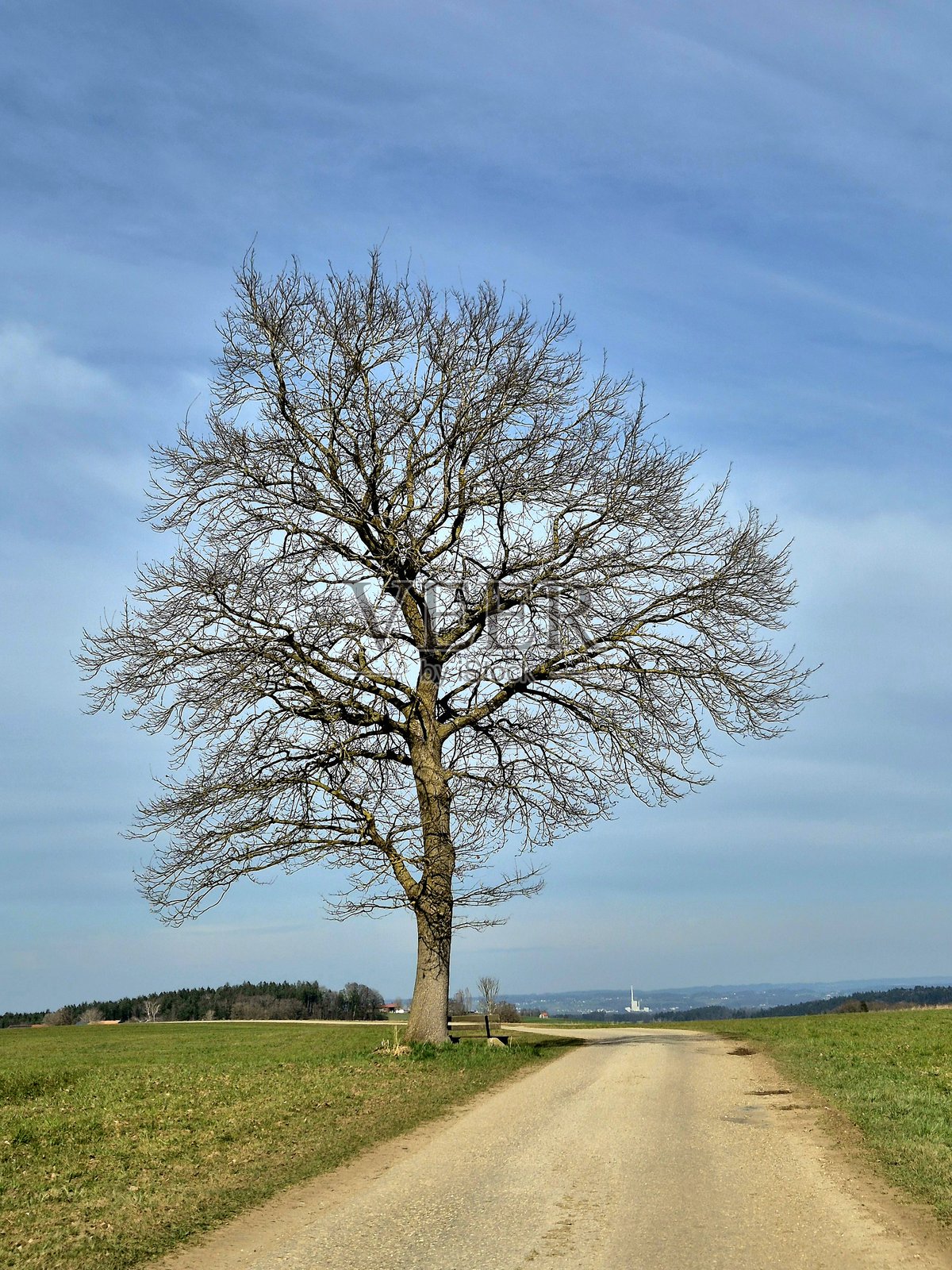 冬季无叶树木照片摄影图片