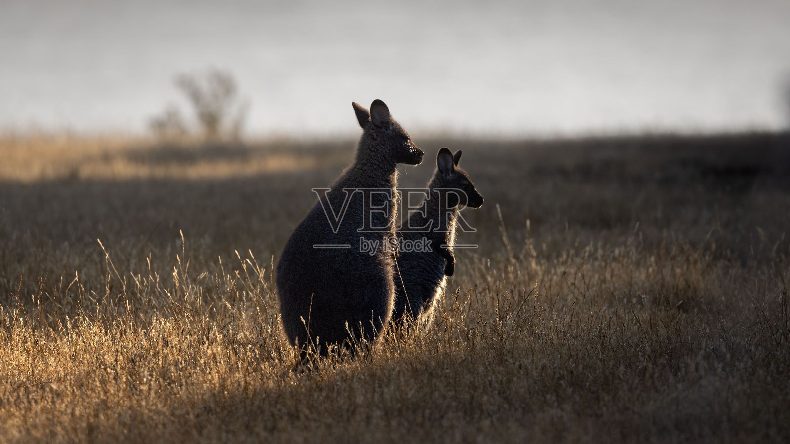 袋鼠在清晨的日出中享受时光。照片摄影图片