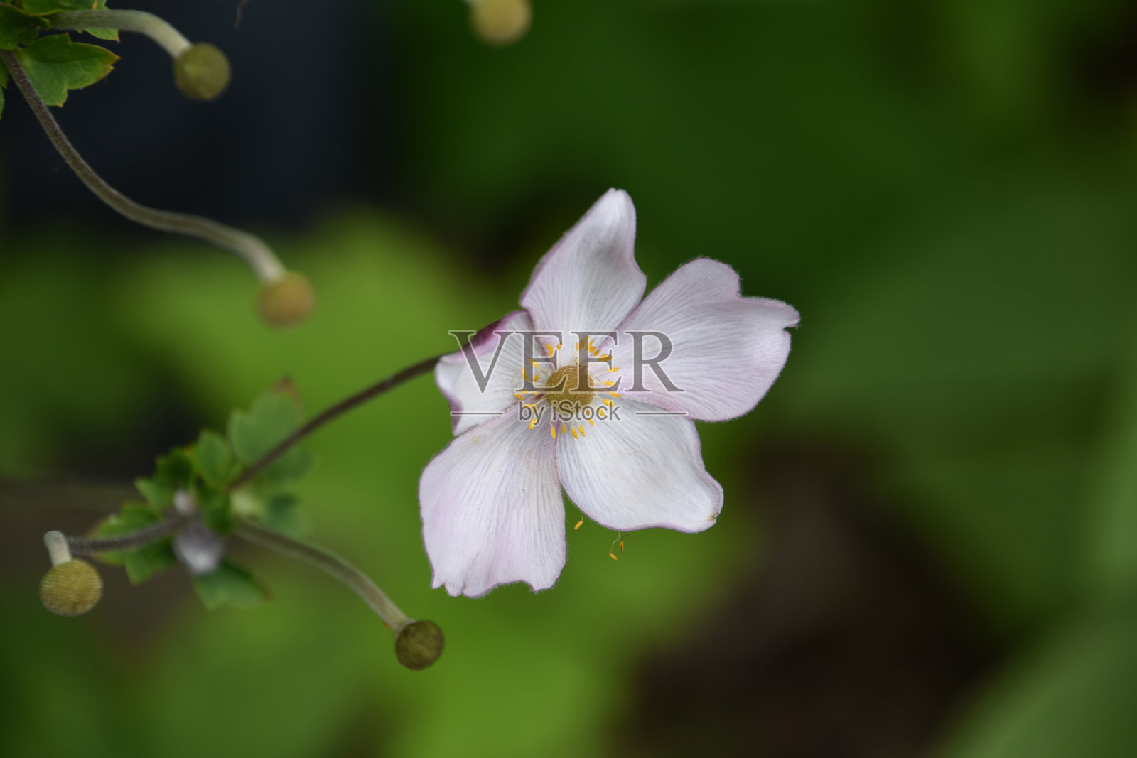 花园中初绽与盛开的日本秋牡丹照片摄影图片