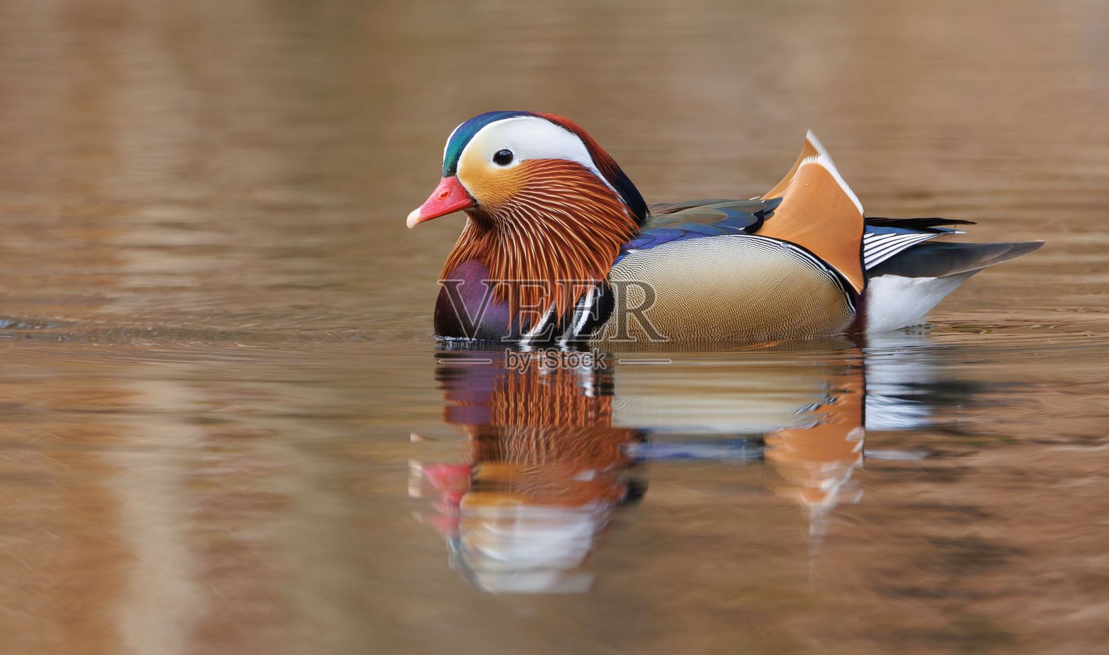 倒影湖上的鸳鸯照片摄影图片