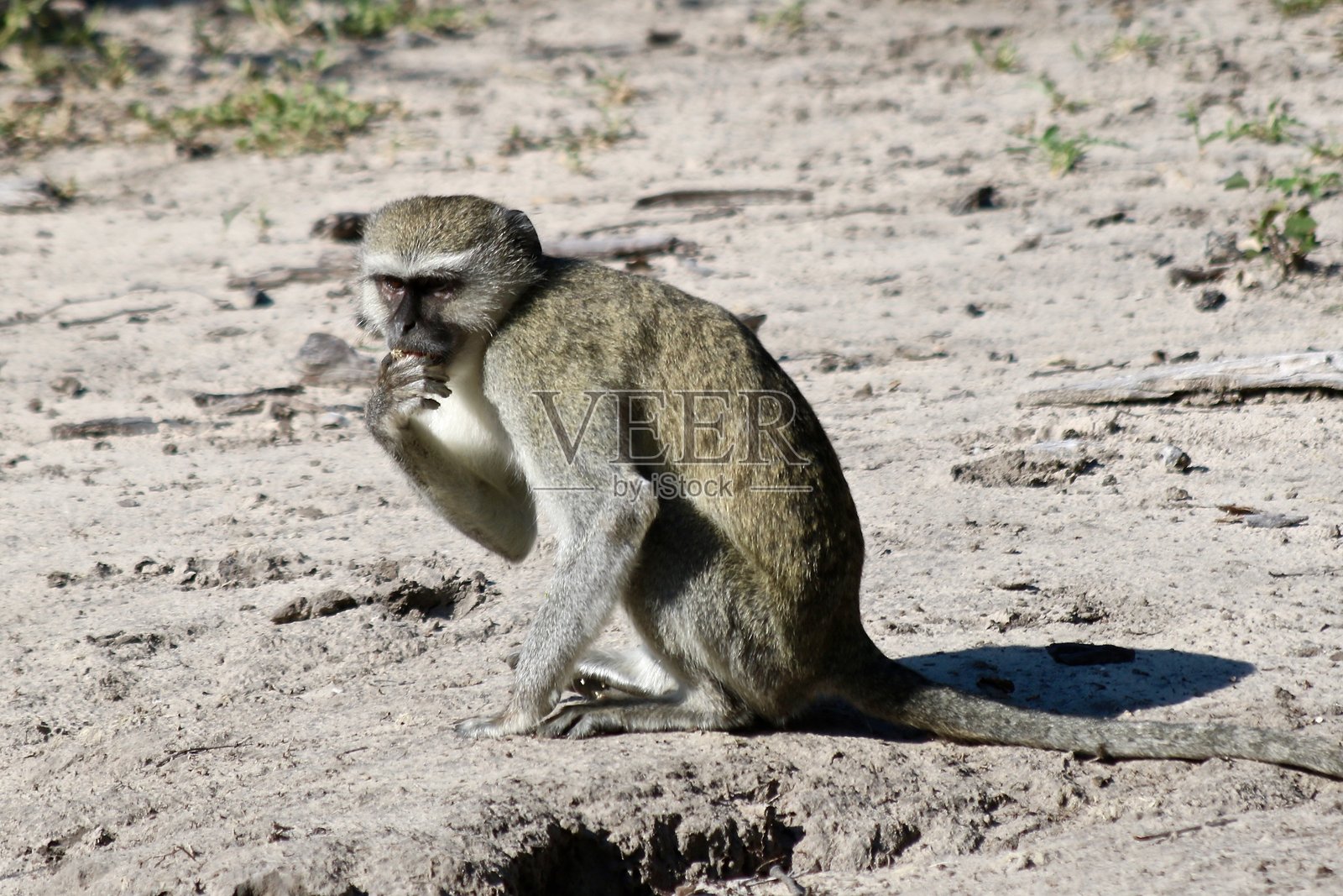 非洲狒狒在灌木丛中照片摄影图片