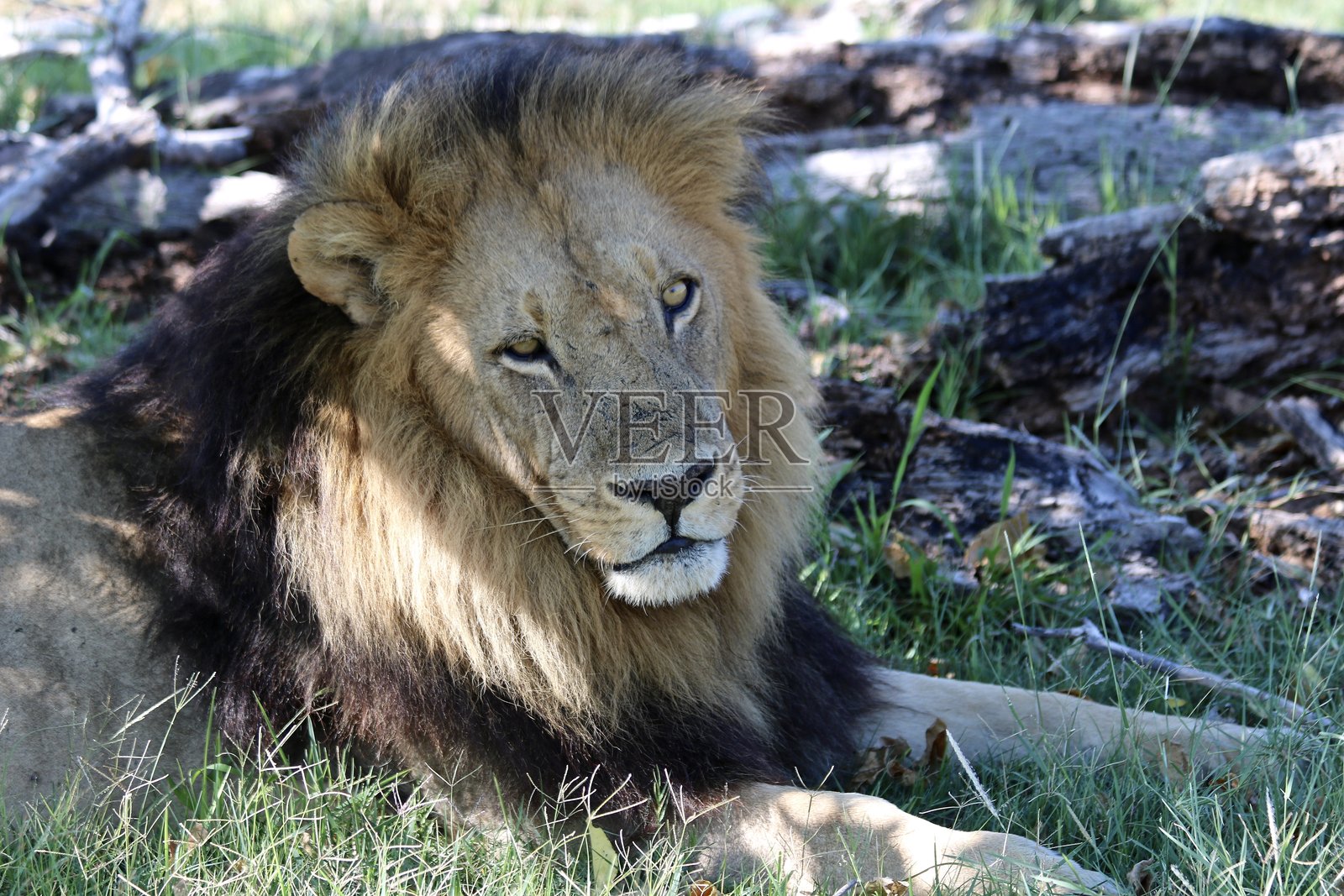 雄狮静卧，专注地观察。照片摄影图片