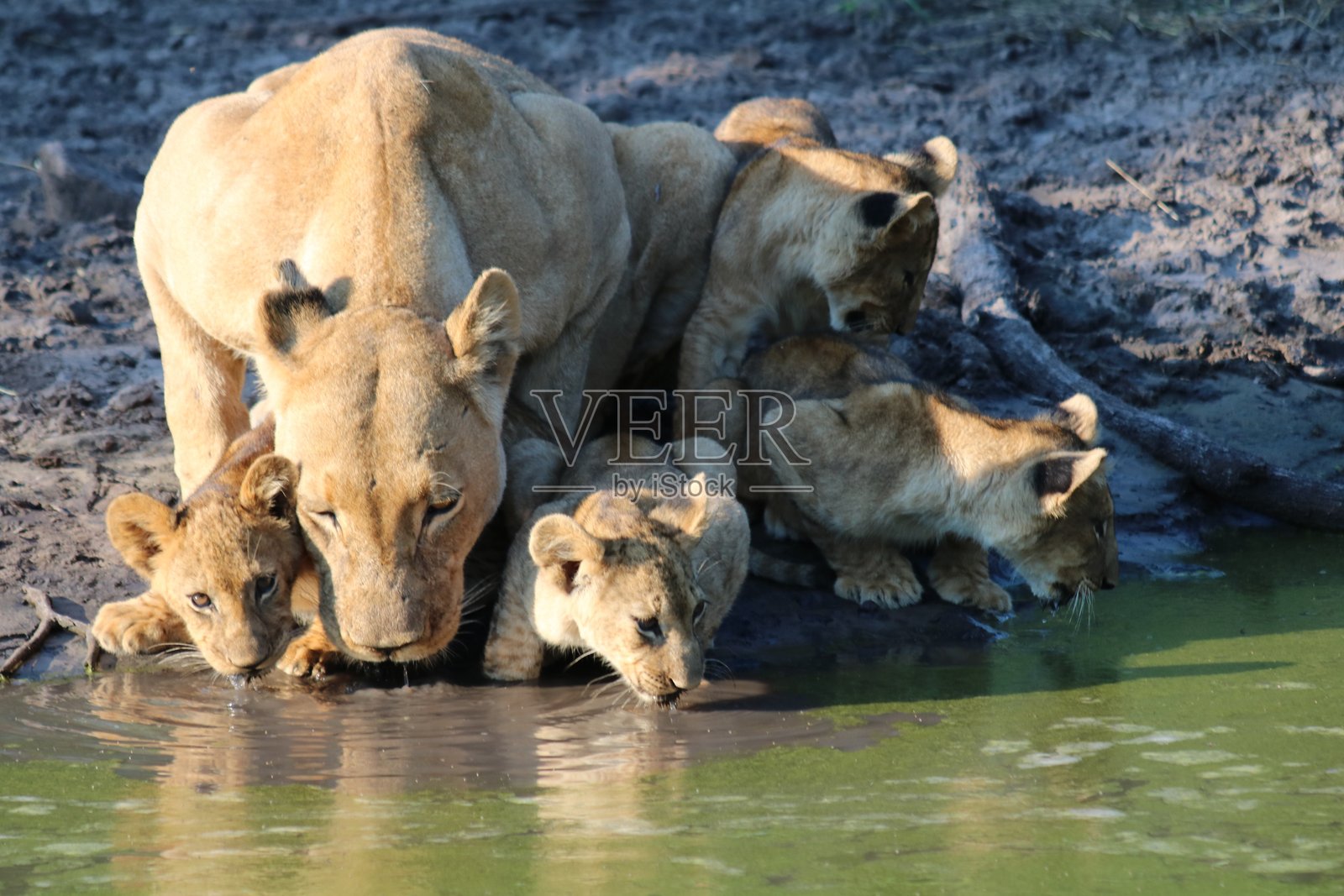 母狮和幼崽在灌木丛中的水坑旁照片摄影图片