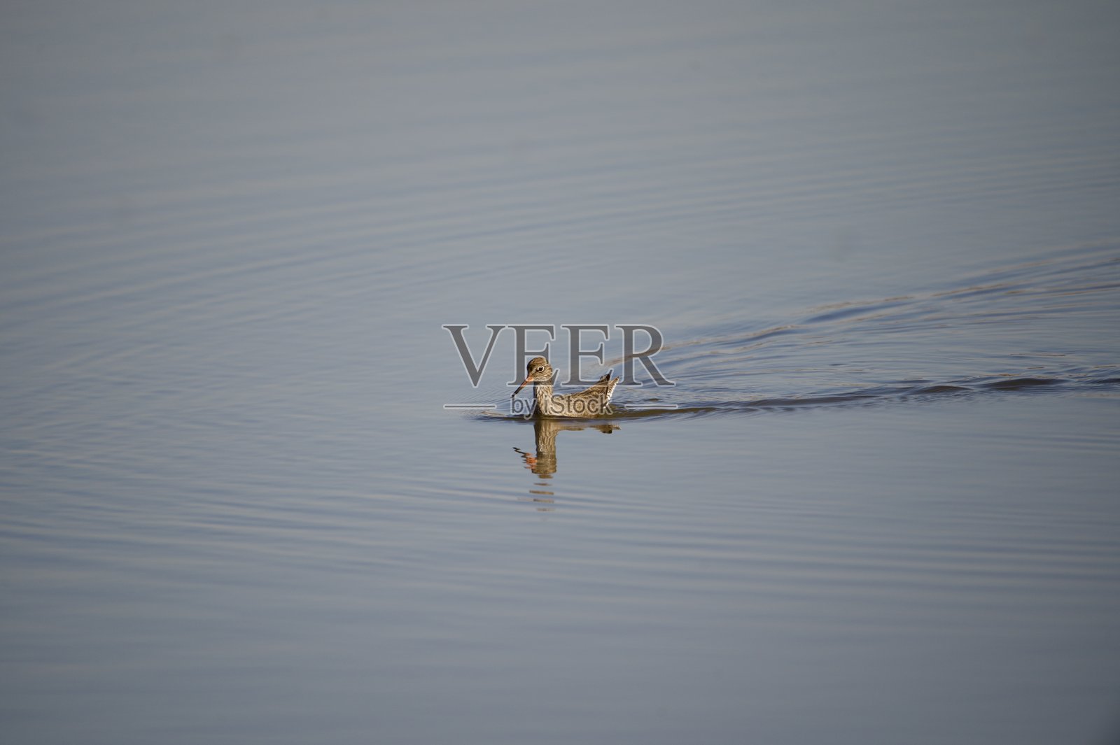 红腿鹬在水中照片摄影图片