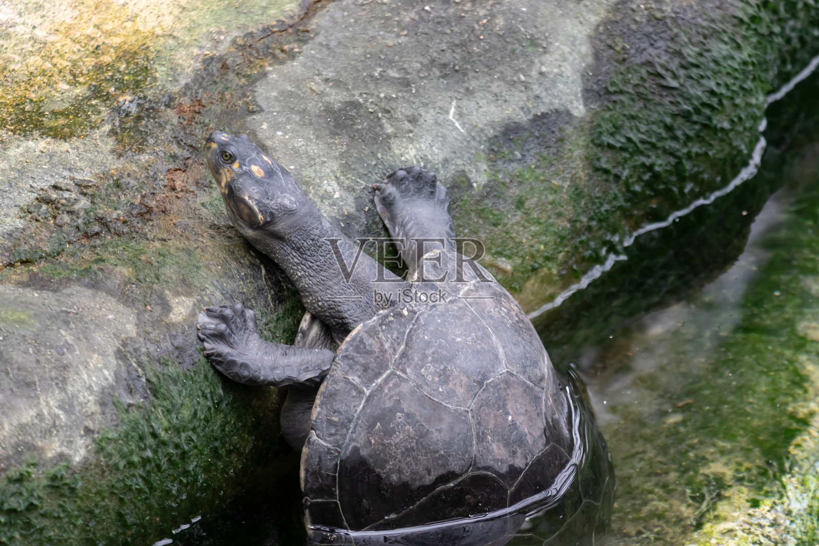 海龟照片摄影图片