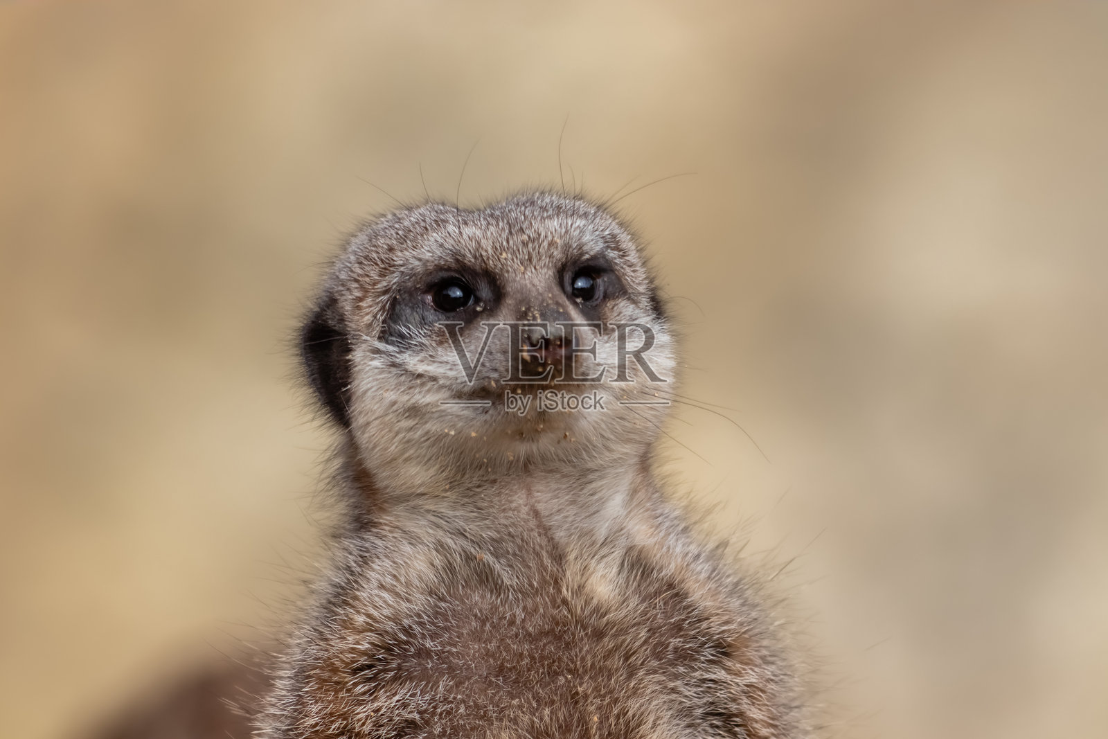 狐獴在警戒中照片摄影图片
