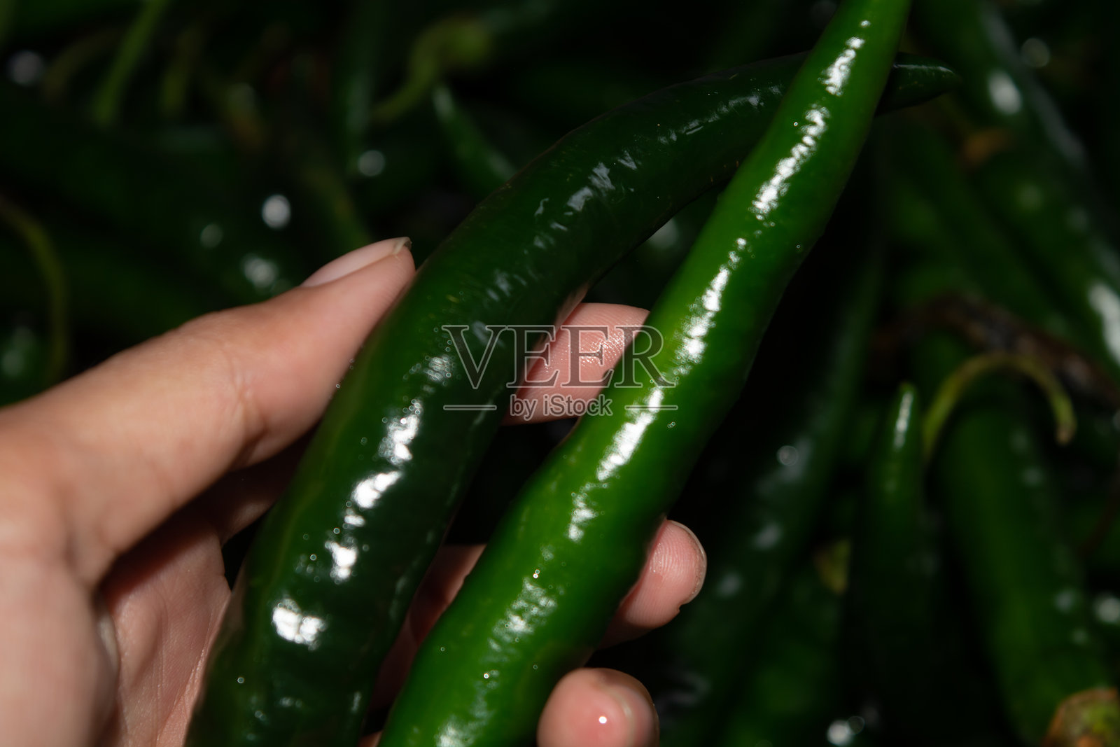 新鲜的孤立绿辣椒（Capsicum frutescens），印尼食材照片摄影图片